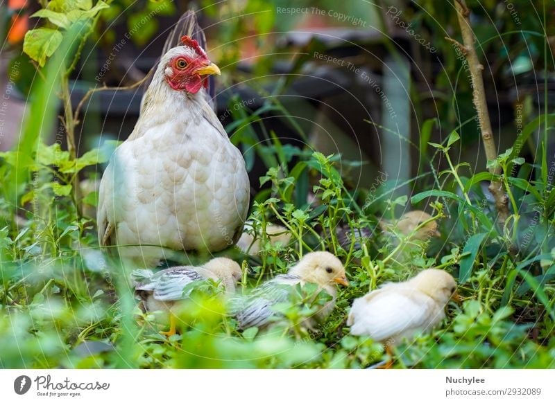 Mother Hen With Its Baby Chicken Stock Photo, Picture and Royalty