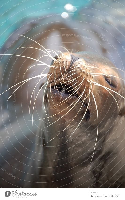 Cheeky seal Animal - a Royalty Free Stock Photo from Photocase