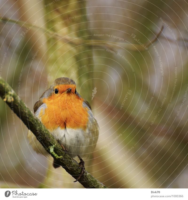 Robin on a twig Environment Nature Landscape Animal Winter Plant Tree Twigs and branches Branch Park Forest Wild animal Bird Songbirds Robin redbreast 1 Observe