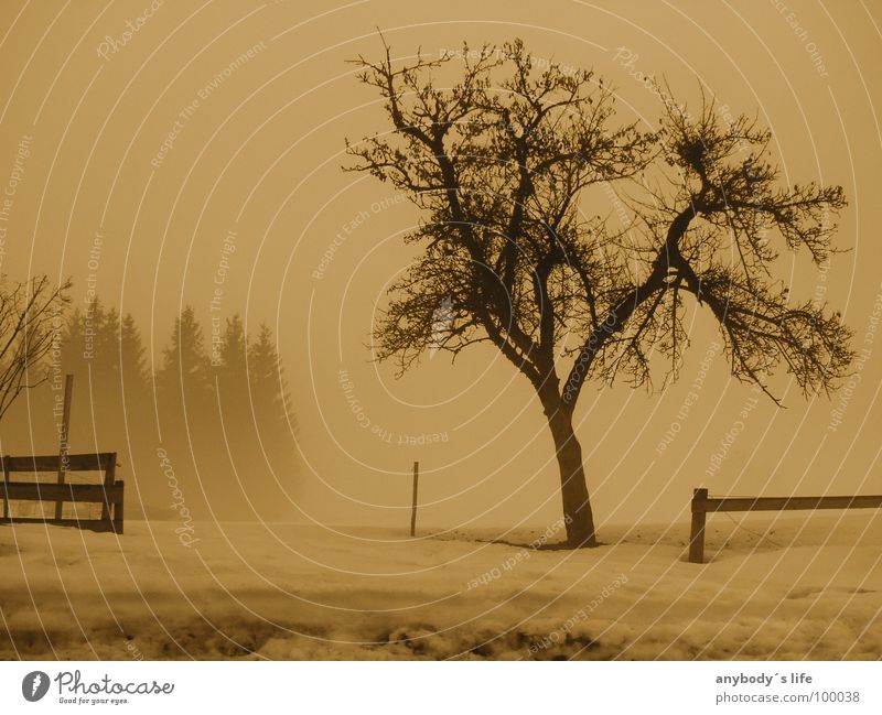Together alone Loneliness Cold Calm Forest Tree Think Grief Distress Winter