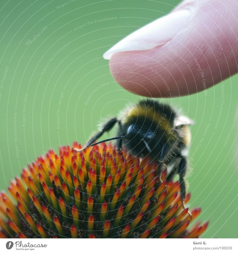 da touch Fingers Fingertip Fingernail Fingerprint DNA Bumble bee Bee Bee-keeper Multicoloured Green Thorny Blossom Red Striped Feeler Legs Touch Pushing Caress