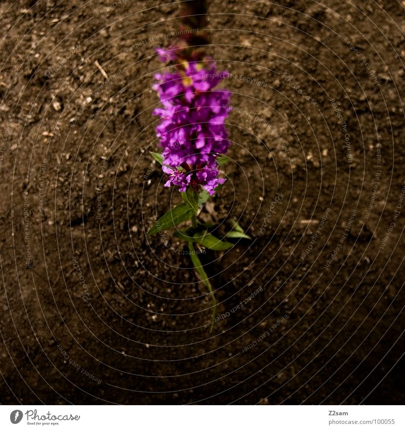 solitary flower Loneliness Flower Plant Violet Growth Blossom Fresh Summer Blur Earth Nature Multicoloured Odor