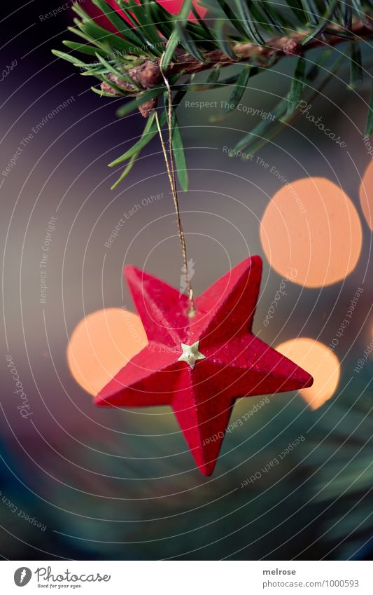 red star Winter Star (Symbol) Fir branch christmas tree Blur Light (Natural Phenomenon) Glittering wooden star Feasts & Celebrations Hang Illuminate Elegant