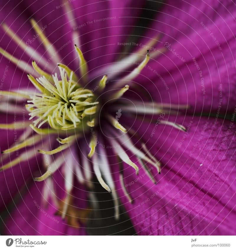 life Blossom Flower Violet Near Macro (Extreme close-up) Undo Spring Clematis Pollen Life Blossoming Primordial