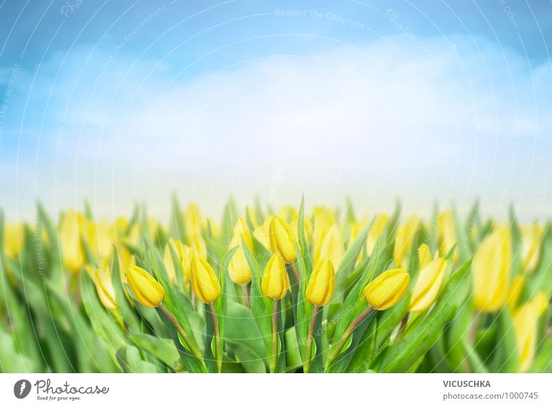 Yellow tulips field with blue sky Design Summer Garden Nature Plant Spring Tulip Park Meadow Field Bouquet Background picture Florist Tulip field Spring fever