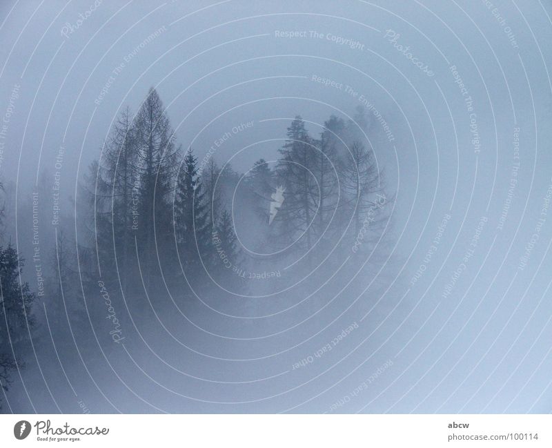 fog Fog Tree Forest Fir tree Austria Dreary Europe Weather Sadness
