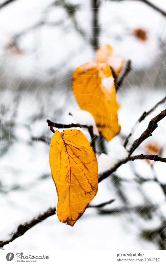 Leaves in the snow Winter Snow Nature Tree Leaf Forest Deserted Hang Cold Gold White Senior citizen Colour photo Exterior shot Copy Space top Day