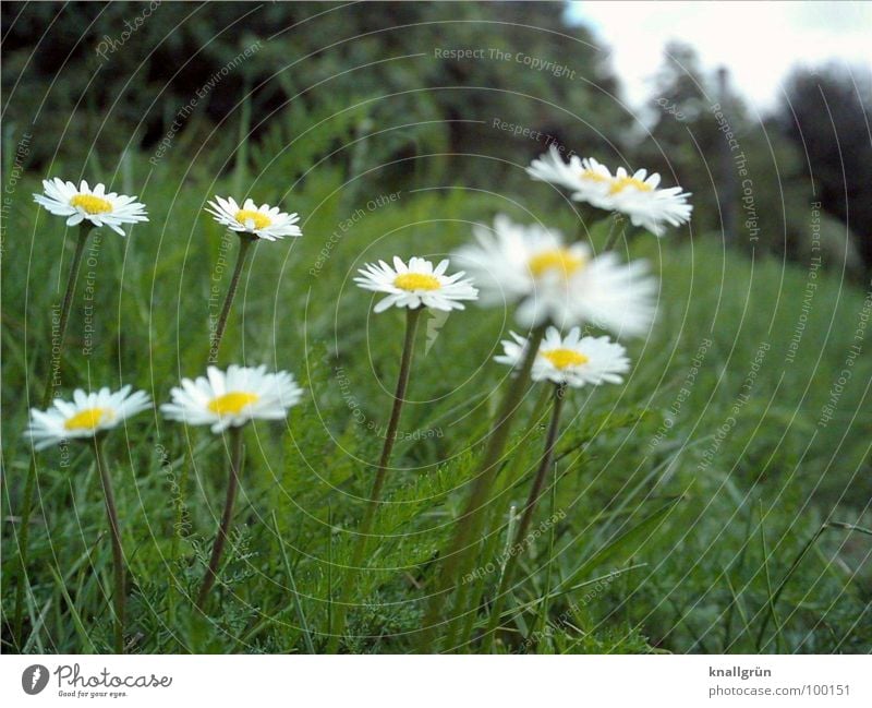 8 daisies Meadow Flower Green Daisy Edge of the forest Worm's-eye view Grass Summer Plant Stalk Blade of grass Yellow White Nature Lawn