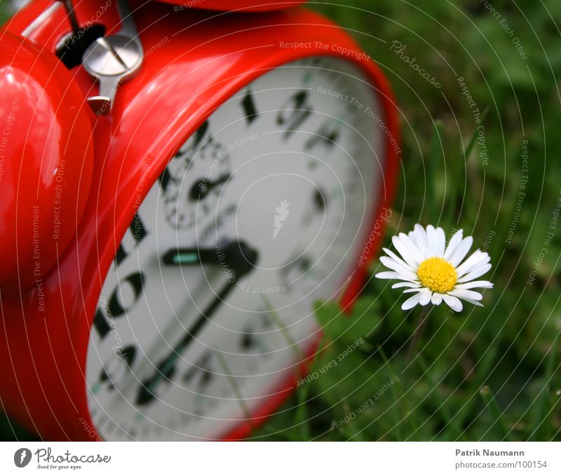 the flower of time Alarm clock Clock Time Grass Restless Red Green Daisy Flower Blossom Plant Summer Clock hand Digits and numbers Exterior shot