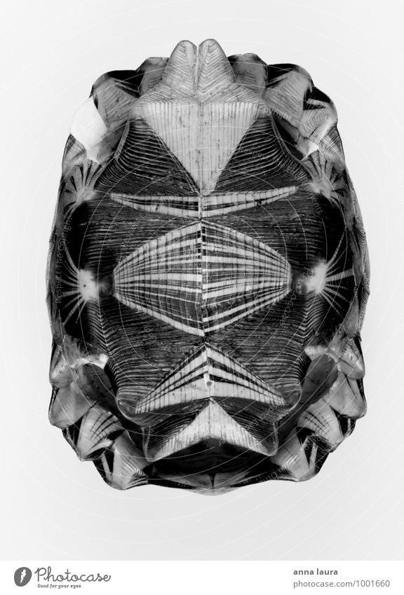 turtle symmetry Animal Dead animal 1 Shield Old Carrying Esthetic Authentic Exotic Firm Under Black White Protection Beginning Stagnating Symmetry