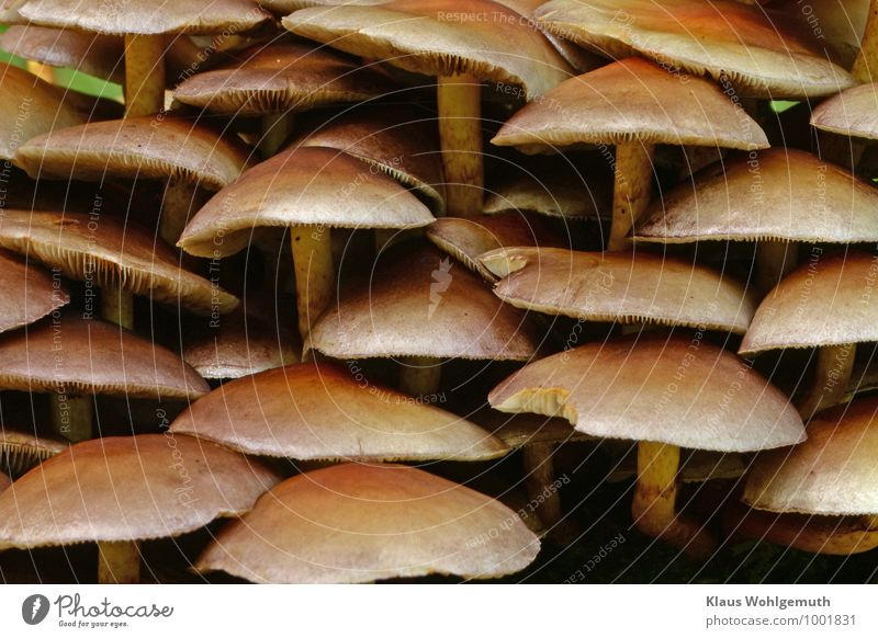 cohesion Food Environment Nature Plant Autumn Stand Growth Brown Yellow Mushroom cap Hypholoma fasciculare Colour photo Exterior shot Close-up