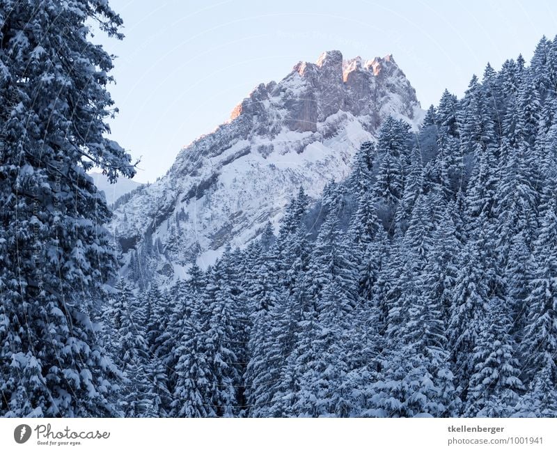 Alpstein at dawn Gray plate cinder Snow shoes Snowfall Tree Forest Mountain Snowcapped peak Peak Letters (alphabet) Winter Winter light Cold Switzerland