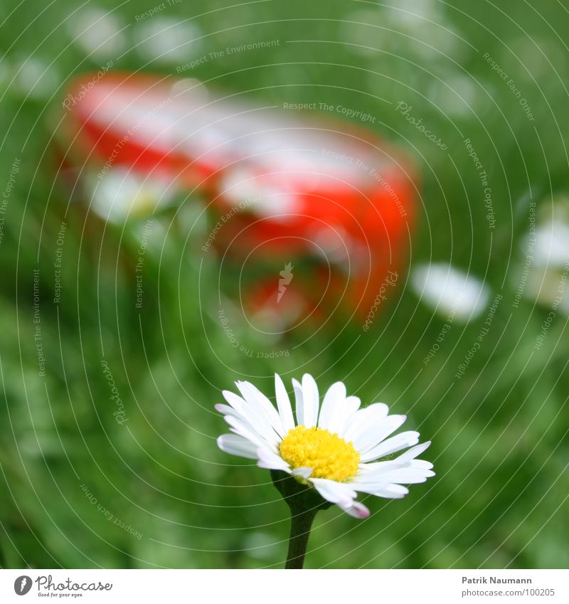so late already? Blur Depth of field Daisy Blossom Flower Plant Grass Green Red Summer Summery Spring Detail Exterior shot Blossoming Blossom leave Day Sunlight