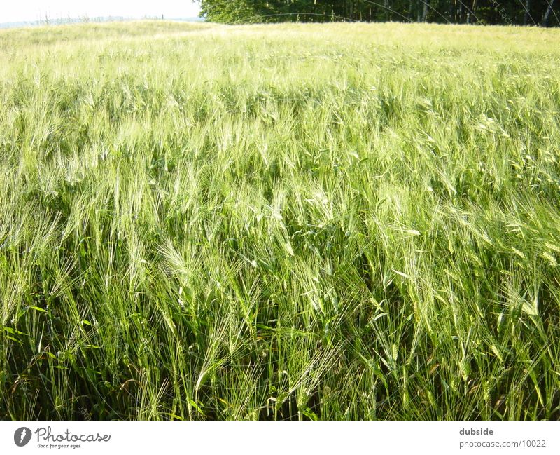 cornfield Field Cornfield Nature Grain