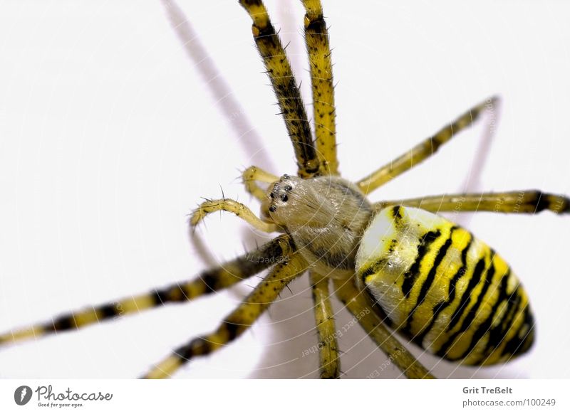 wasp spider Spider Disgust Small Macro (Extreme close-up) Black-and-yellow argiope Fear Eyes