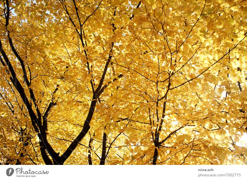 autumn / yellow leaves Garden Environment Nature Plant Tree Leaf Foliage plant Park Yellow Yellow-gold Autumn leaves Early fall Autumnal colours