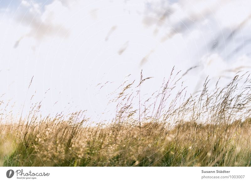 Shiny grasses Illuminate Lens flare Sunlight Meadow Back-light Clouds