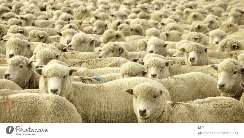 Sailing the Seas of Sheep Wool Soft Cuddly Pelt Physics Animal Textiles Tailor Genetic engineering Genetics Cloning Stupid Arrogant Farm Agriculture