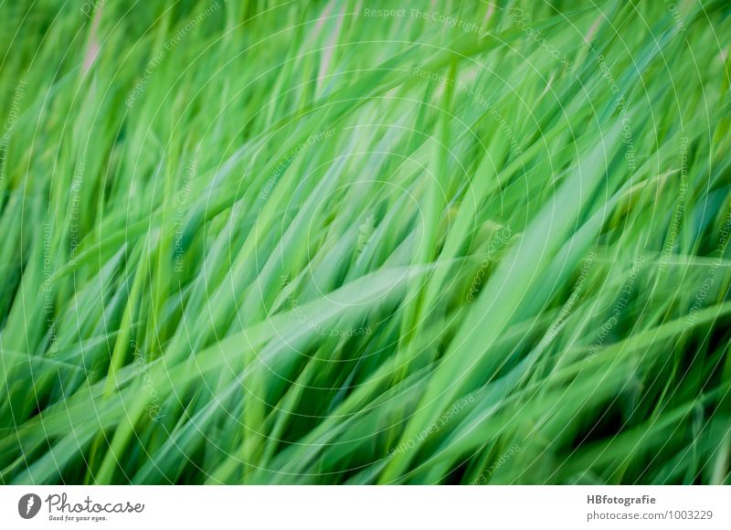 undulating grass Environment Nature Plant Air Spring Summer Wind Grass Meadow Field Green Moody Power Beautiful Waves Grassland Steppe windy Colour photo