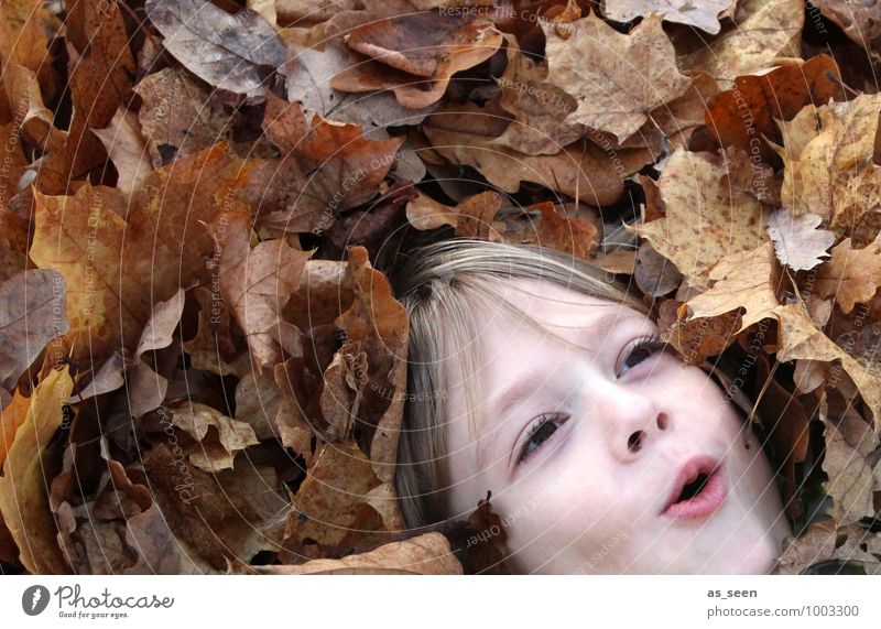 leaf bath Boy (child) Infancy Life Face 1 Human being 8 - 13 years Child Environment Nature Plant Autumn Leaf Deciduous forest Autumn leaves Hair and hairstyles