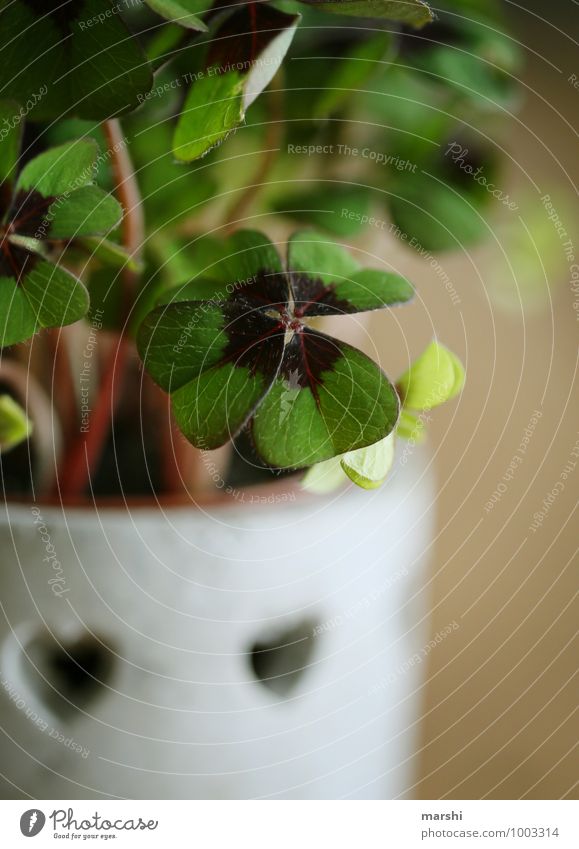 Happiness for 2015 Plant Leaf Moody Clover Cloverleaf Happy Good luck charm New Year's Eve Blur Foliage plant Green Colour photo Close-up Detail