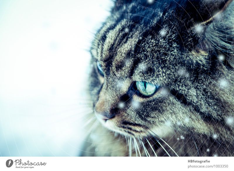 House cat in snow Animal Pet Cat 1 Observe Esthetic Elegant Cold naturally Curiosity pretty Moody Cool (slang) Love of animals Adventure Freedom Dream