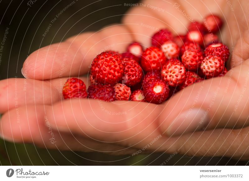 mmmmmmh... Fruit Nutrition Healthy Eating Hand Fingers Delicious Sweet Contentment Anticipation Success To enjoy Wellness Wild strawberry Colour photo Close-up