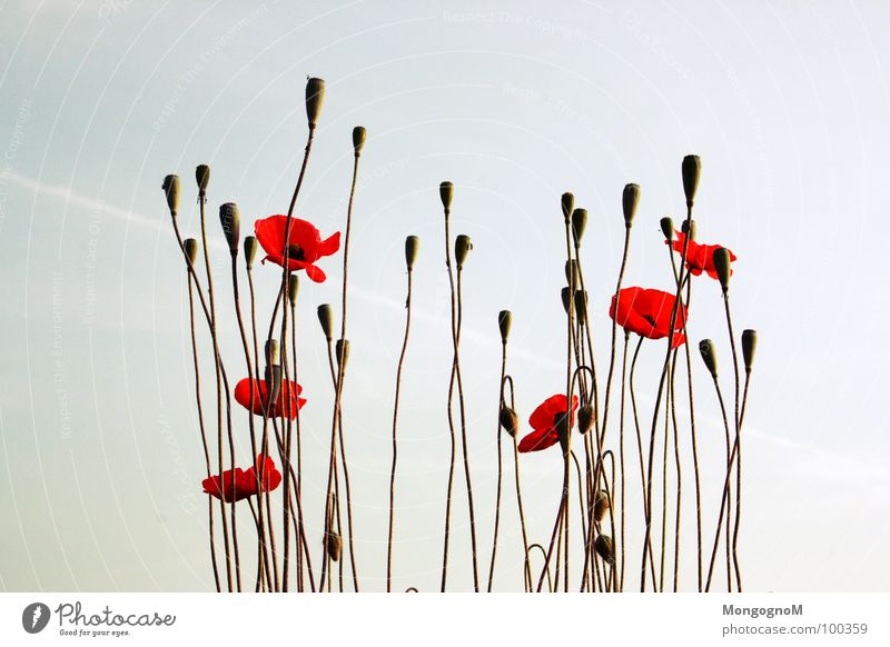 another poppy seed picture... Poppy Corn poppy Summer Field Meadow Physics Plant Sky Warmth Nature