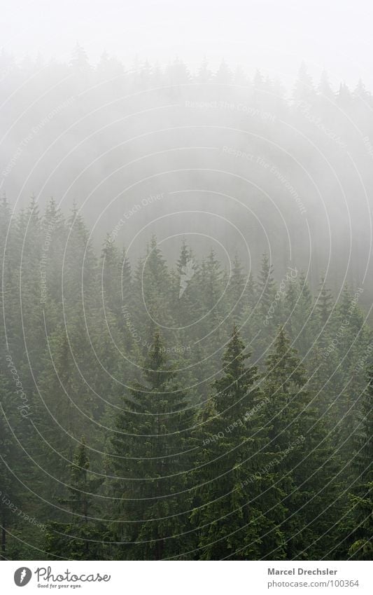 Summer in the Ore Mountains Tree Dark Creepy Harrowing Fog Ghosts & Spectres  Gray White Bushes Forest Fir tree Spruce Calm Tree bark Erz Mountains Drizzle