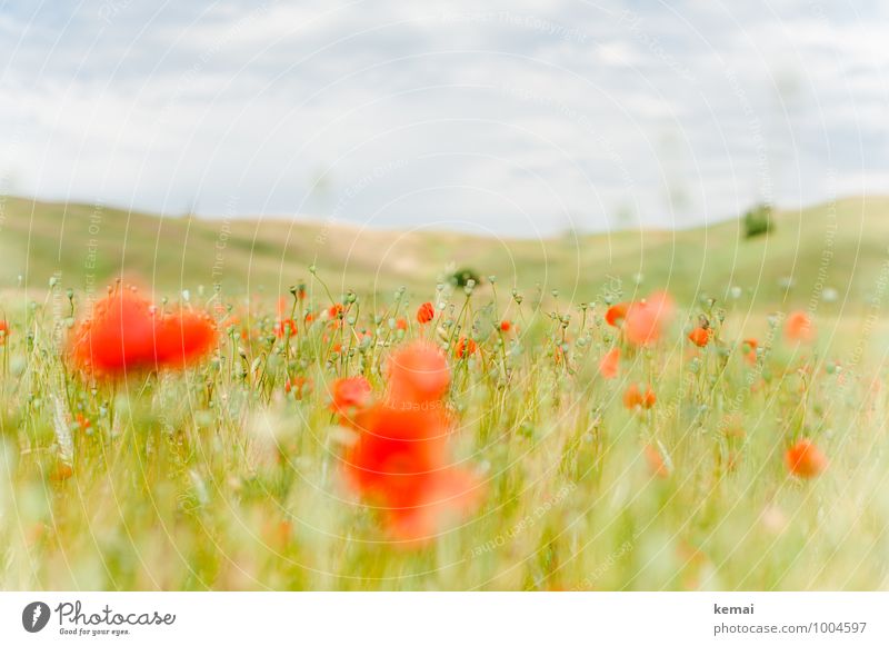 Just another Mohnday Environment Nature Landscape Plant Sky Clouds Summer Foliage plant Wild plant Poppy Poppy blossom Poppy capsule Meadow Field Hill Tuscany