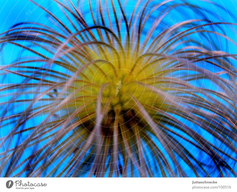 hippie Faded Plant Hippie Summer Clematis Blue Seed Juttas snail