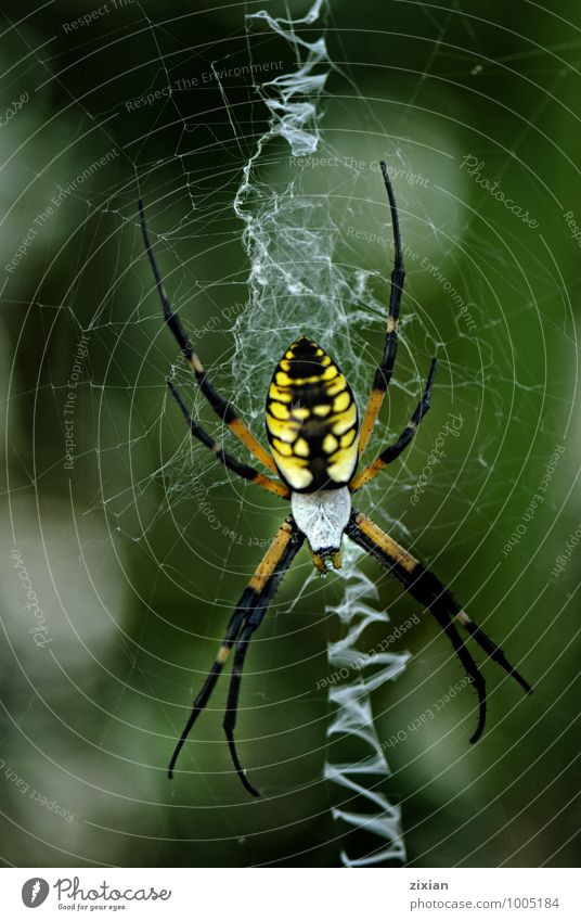 The Black and Yellow Argiope Animal Wild animal Spider Aggression Sex Sexuality Power Colour photo Multicoloured Morning Day