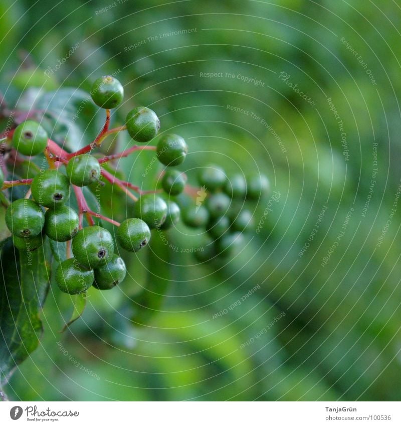 Berry time? Green Tone-on-tone Delicate Bushes Grass Wayside Red Immature Blur Elder Vitamin Fruit Berries leaf Stalk Nature To go for a walk