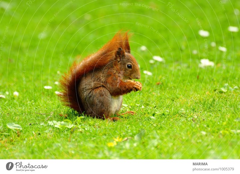 A squirrel on green grass. Nature Animal Grass Meadow Pelt Hair Wild animal Rust Brown Green Red Beige Squirrel Eurasian red squirrel Eating eat Europe fur For