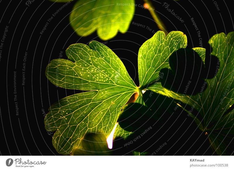 blinded leaf Night Calm Green Vessel Back-light Dazzle Macro (Extreme close-up) Close-up