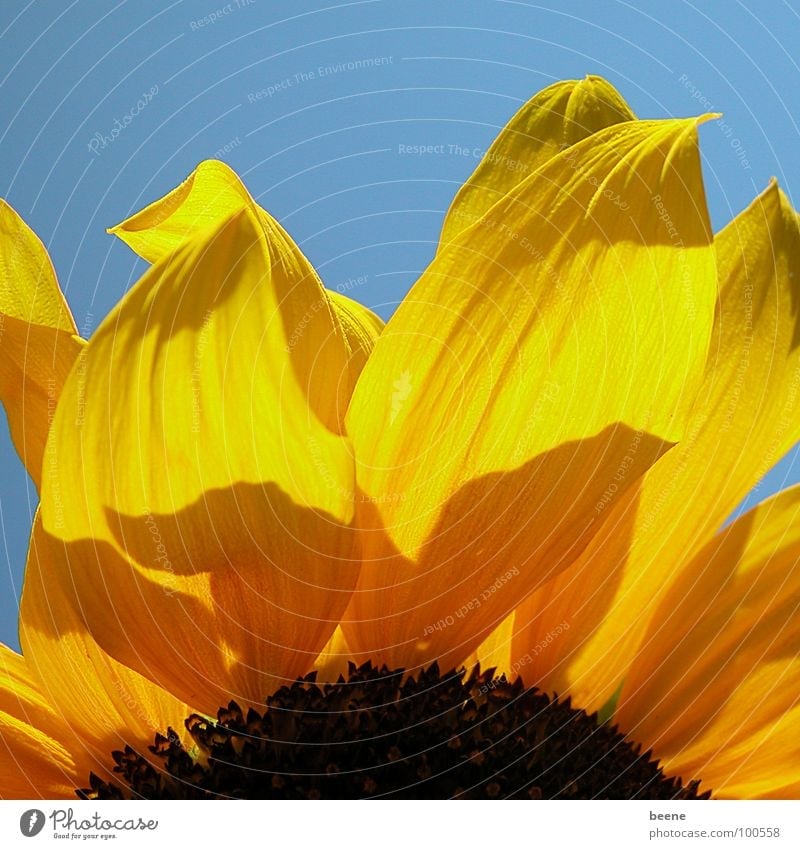 piece of sun Sunflower Flower Blossom Summer Yellow Physics Blossom leave Sky Blue Beautiful weather Multicoloured Warmth outside Nature Detail