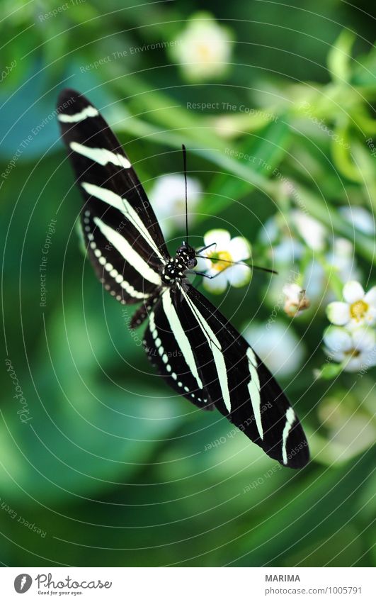 Zebra Longwing on a plant Beautiful Environment Nature Plant Animal Flower Blossom Sit Disgust Yellow Green Black White outside bloom disgusting Flying fly
