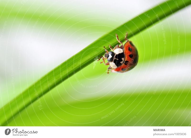 red ladybug on a plant Environment Nature Plant Animal Leaf Beetle Crawl Sit Disgust Green Red outside sheet Cucujiformia Polyphaga disgusting Europe Spotted