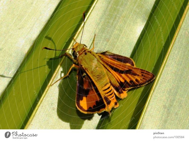 Brum the insect Green Brown Animal Feeler Insect Butterfly Wing Shadow Close-up