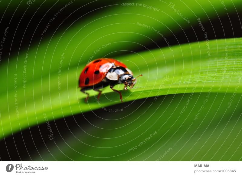 red ladybug on a plant Garden Environment Nature Plant Animal Leaf Beetle Crawl Sit Disgust Green Red outside sheet Cucujiformia Polyphaga disgusting Europe