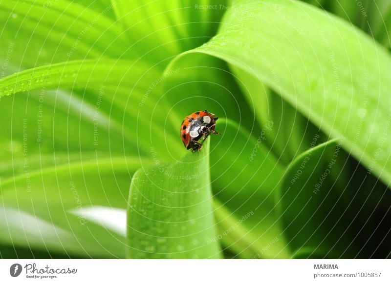 red ladybug on a plant Environment Nature Plant Animal Leaf Beetle Crawl Sit Disgust Green Red outside sheet Cucujiformia Polyphaga disgusting Europe Spotted