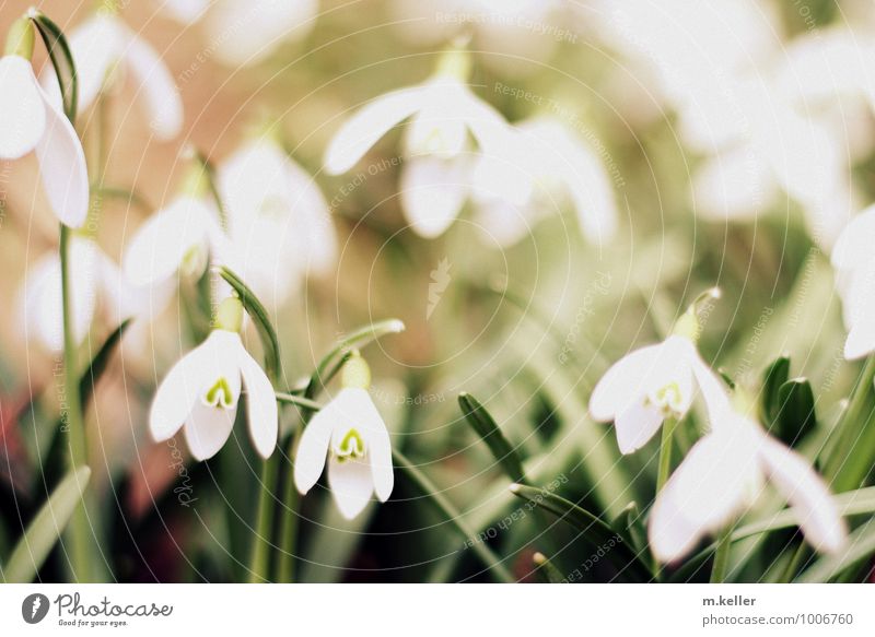 spring Plant Spring Wild plant Snowdrop Blossoming Growth Esthetic Fresh Healthy Happy Bright Beautiful Cute Positive Joy Happiness Anticipation Romance