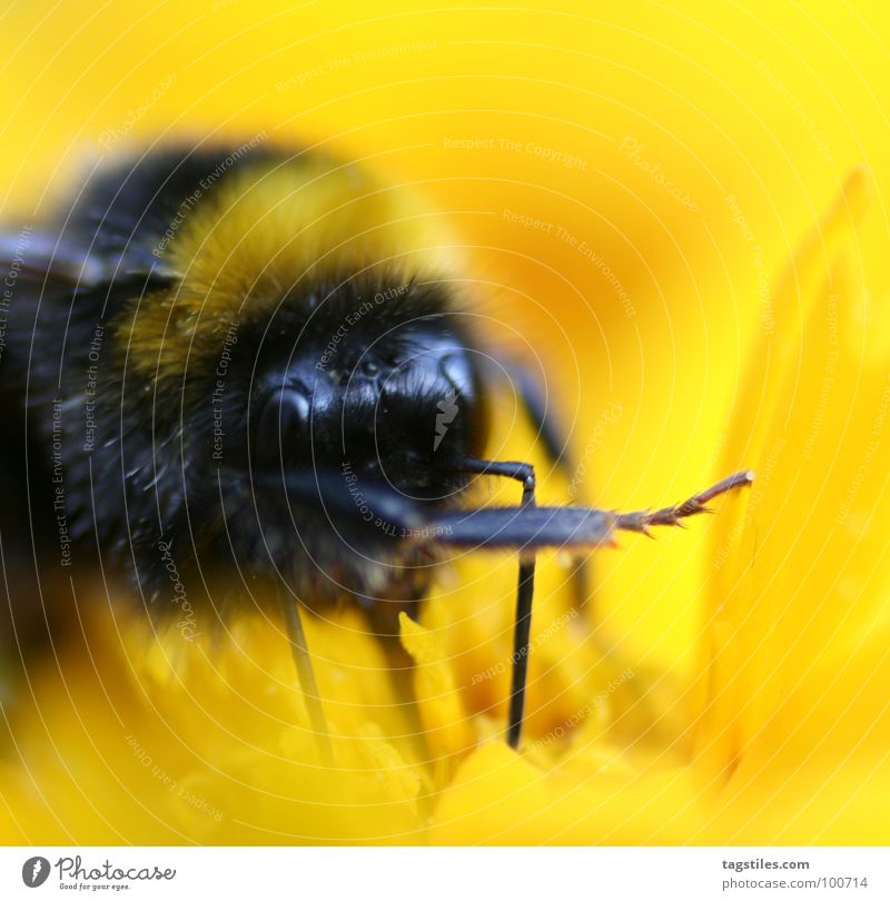 It was him! ... Bumble bee Guilty Lie (Untruth) Liar Work and employment Working man Yellow Black Stamen Collection Blossom Flower Plant Rat on someone Meaning