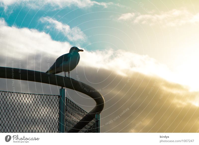 gull's eye Sky Clouds Sunlight Handrail Seagull 1 Animal Observe Looking Wait Esthetic Positive Blue Yellow Serene Patient Calm Far-off places Contentment