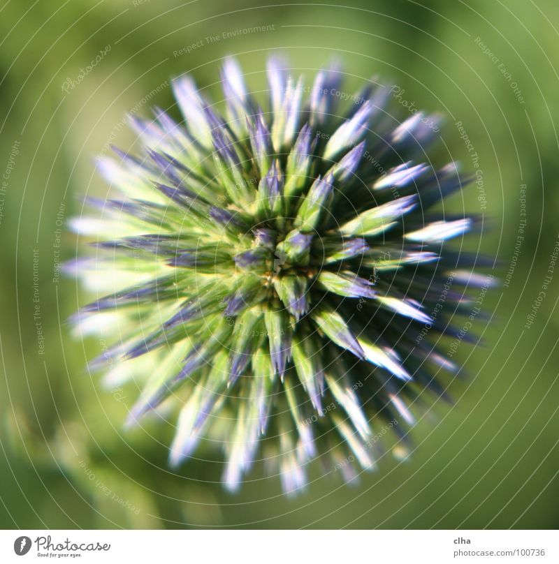 A hedgehog? Flower Blossom Green Thistle Plant Garden Macro (Extreme close-up) globe thistle
