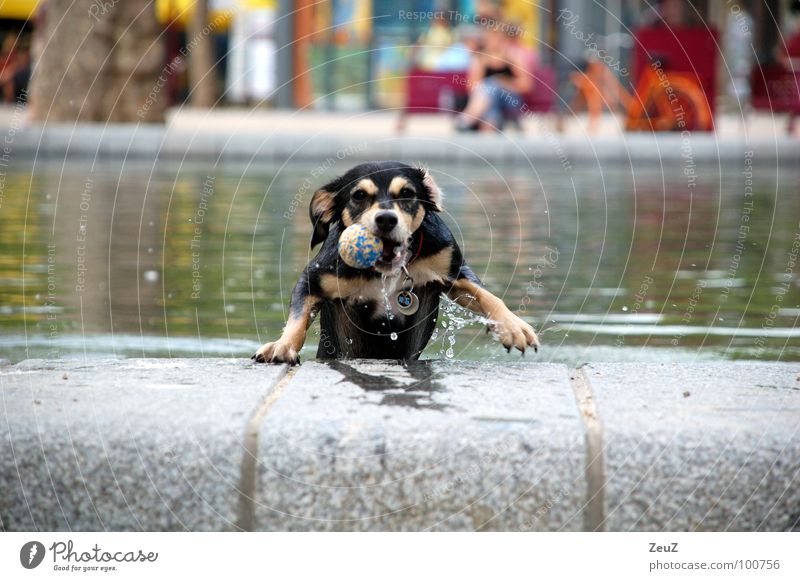 Water rat II Dog Animal Small Drop Damp Wet Swimming & Bathing Cold Pond Mammal Ball Success Joy Target
