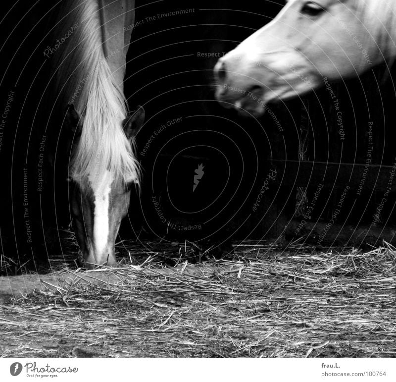 Wendy Horse Farm Country life To feed Straw Bedding Mane Pipe dream Village Motion blur Mammal Animal wendy Appetite Neck Walking intact world Province