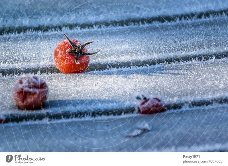 Tomatoes in winter Food Vegetable Winter Ice Frost Plant Agricultural crop Cold Transience Colour photo Exterior shot Close-up Deserted Morning