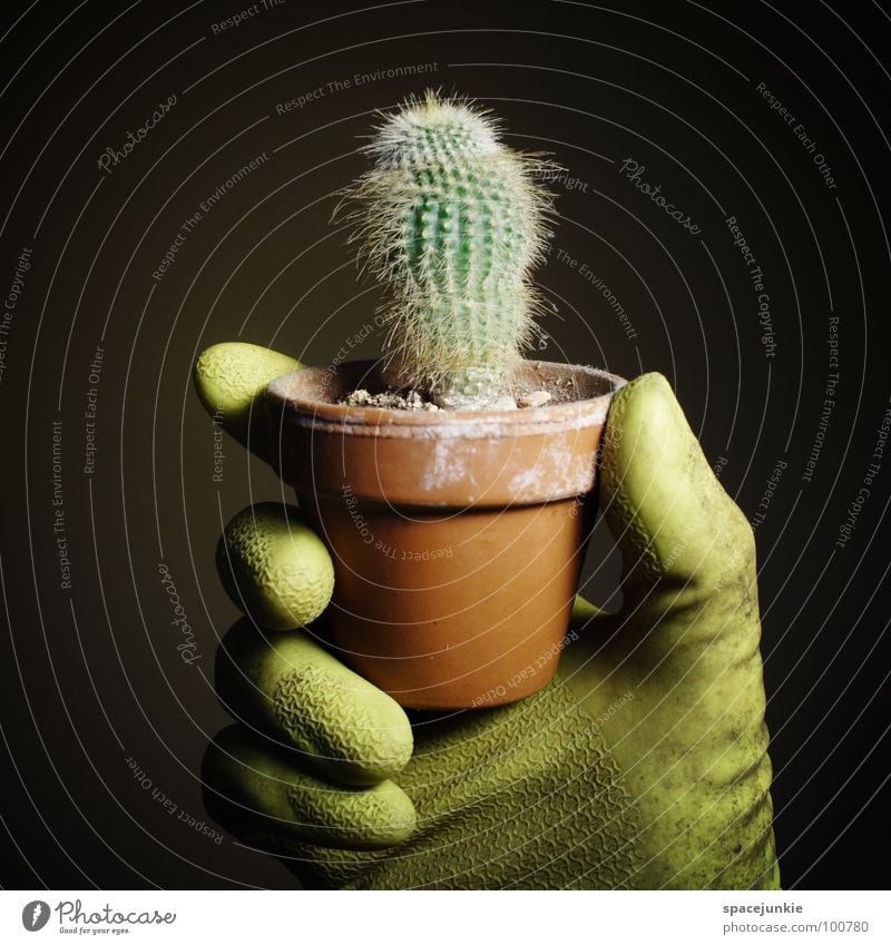 harvest Green Houseplant Thorny Pain Black Dangerous Gloves Gardener Whimsical Funny Joy cactus white spines Desert