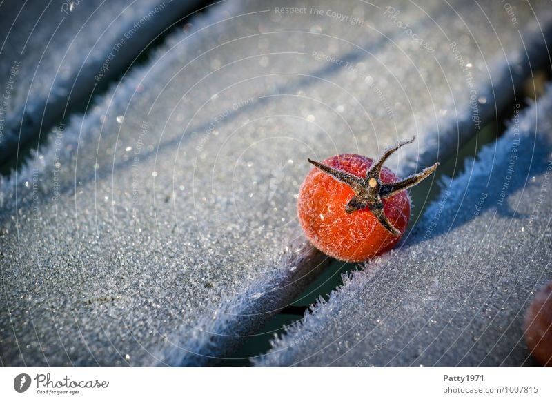 tomato Food Vegetable Tomato Winter Ice Frost Plant Agricultural crop Cold Red White Nature Transience Colour photo Exterior shot Close-up Deserted